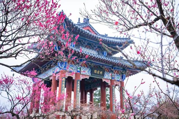 2024中國(guó)南京國(guó)際梅花節(jié)詳細(xì)游玩攻略 2024中國(guó)南京國(guó)際梅花節(jié)詳細(xì)游玩攻略