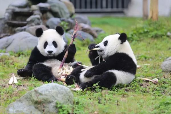 2024鳳凰中華大熊貓?jiān)窢I業(yè)時(shí)間 2024鳳凰中華大熊貓?jiān)窢I業(yè)時(shí)間