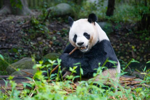 2024鳳凰中華大熊貓?jiān)窢I業(yè)時(shí)間 2024鳳凰中華大熊貓?jiān)窢I業(yè)時(shí)間