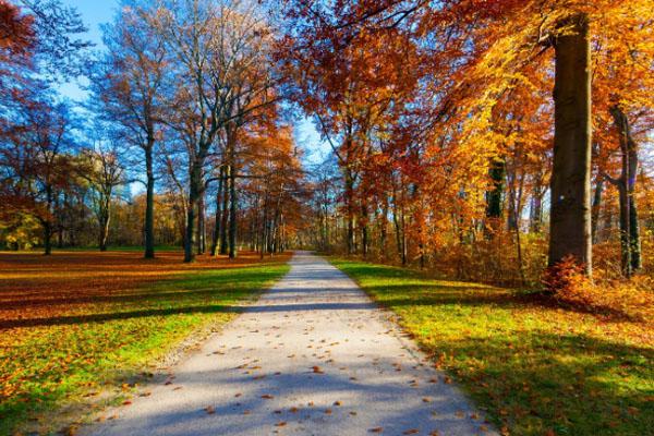 上海顧村公園櫻花什么時(shí)候開