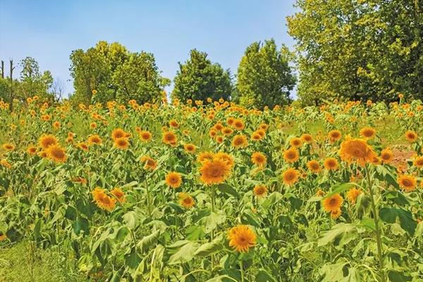 重慶免費(fèi)賞花的好地方有哪些 重慶免費(fèi)賞花的好地方有哪些