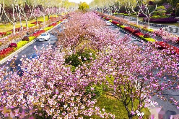 南京看櫻花的地方在哪幾月份去最好 南京看櫻花的地方在哪幾月份去最好