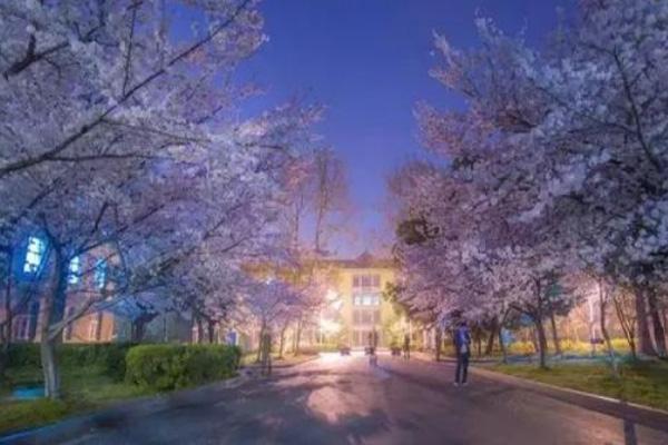 2024南京賞櫻花有哪些地方 南京賞櫻花的最佳時間