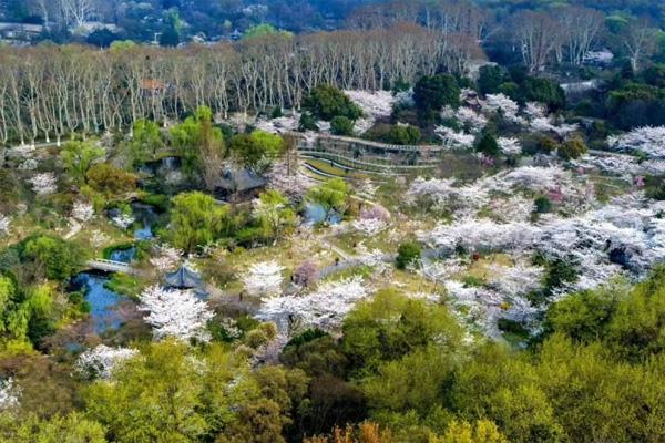 2024南京賞櫻花有哪些地方 南京賞櫻花的最佳時間