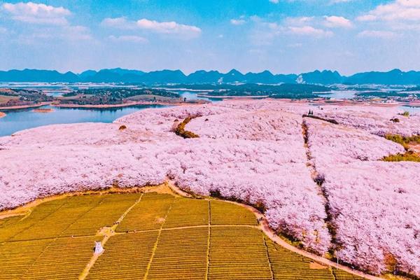 安順平壩櫻花攻略 附自駕信息和花期介紹 安順平壩櫻花攻略 附自駕信息和花期介紹