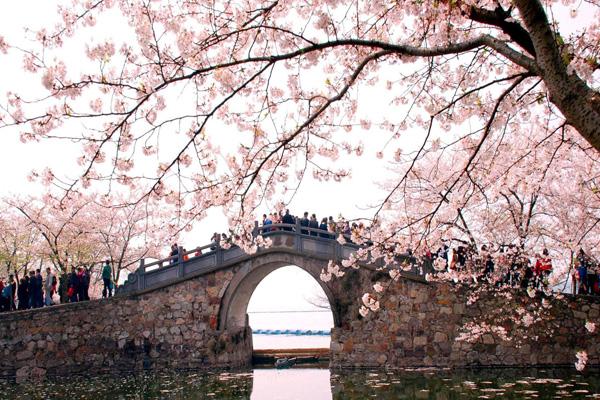 南京賞櫻花有哪些地方 南京賞櫻花有哪些地方