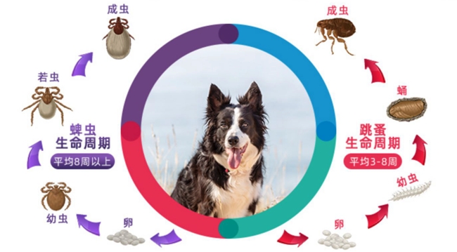狗狗驅蟲多久一次合適？12周一次長效安心體外驅蟲(圖2)