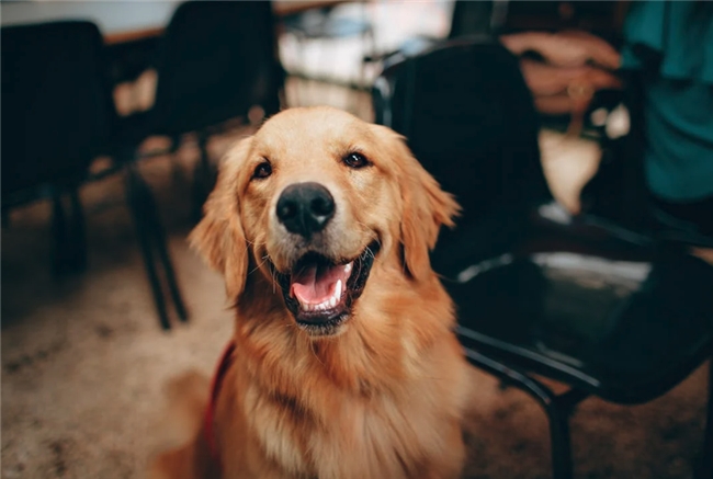 狗狗驅蟲多久一次合適？12周一次長效安心體外驅蟲(圖1)