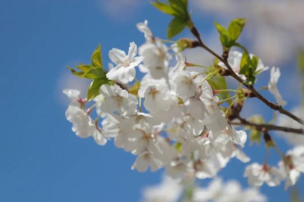 天津三四月份哪里可以看風景 天津三四月份哪里可以看風景
