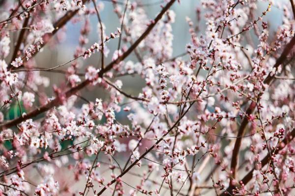 天津三四月份哪里可以看風景 天津三四月份哪里可以看風景