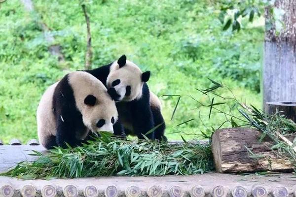 2024竹海野生動物園門票免票政策是什么 2024竹海野生動物園門票免票政策是什么