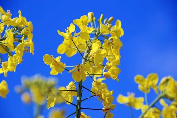 瀏陽(yáng)看油菜花的地方有哪些 瀏陽(yáng)看油菜花的地方有哪些