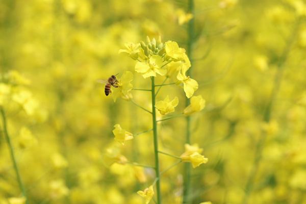 瀏陽(yáng)看油菜花的地方有哪些 瀏陽(yáng)看油菜花的地方有哪些