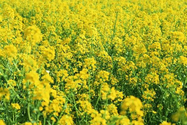 瀏陽(yáng)看油菜花的地方有哪些 瀏陽(yáng)看油菜花的地方有哪些