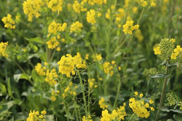 長沙望城哪里有油菜花看 長沙望城哪里有油菜花看