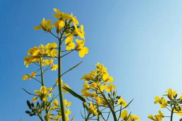 長沙望城哪里有油菜花看 長沙望城哪里有油菜花看