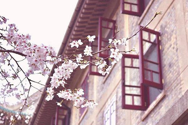 2024武大櫻花預(yù)約官網(wǎng)地址、門票及開(kāi)放時(shí)間介紹