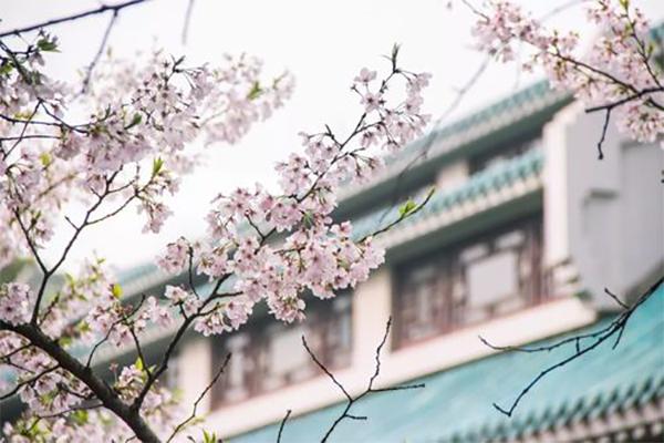 2024年武大櫻花預(yù)約入口+時(shí)間+門票