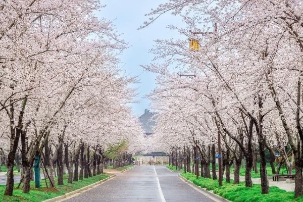 揚州三月開什么花 揚州三月開什么花