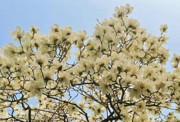 揚州三月開什么花 揚州三月開什么花