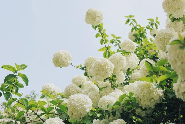 揚州三月開什么花 揚州三月開什么花