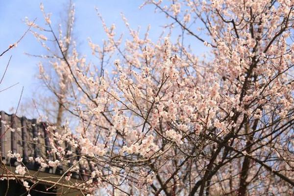 蘇州哪里能看到櫻花 蘇州哪里能看到櫻花