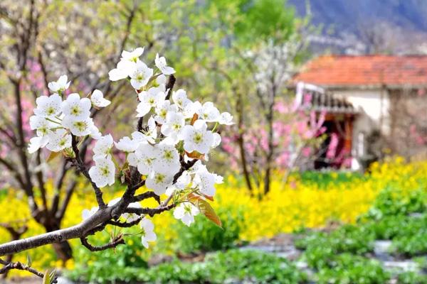 2024金川梨花節(jié)在哪里 2024金川梨花節(jié)在哪里