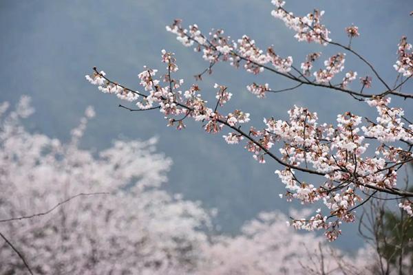蘇州哪里能看到櫻花 蘇州哪里能看到櫻花