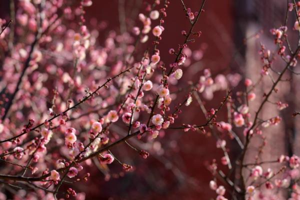 開封春天賞花好地方有哪些景點呢 開封春天賞花好地方有哪些景點呢