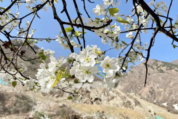 2024金川梨花節(jié)在哪里 2024金川梨花節(jié)在哪里