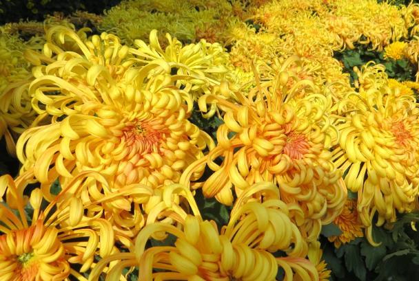 開封春天賞花好地方有哪些景點呢 開封春天賞花好地方有哪些景點呢