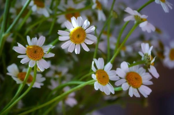 開封春天賞花好地方有哪些景點呢 開封春天賞花好地方有哪些景點呢