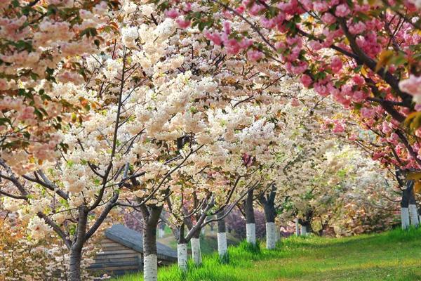 大連哪里櫻花最美 大連哪里櫻花最美
