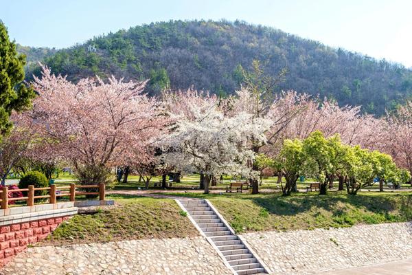 大連哪里櫻花最美 大連哪里櫻花最美