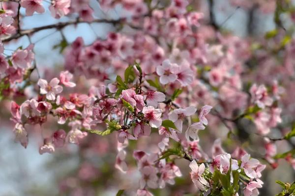大連哪里櫻花最美 大連哪里櫻花最美