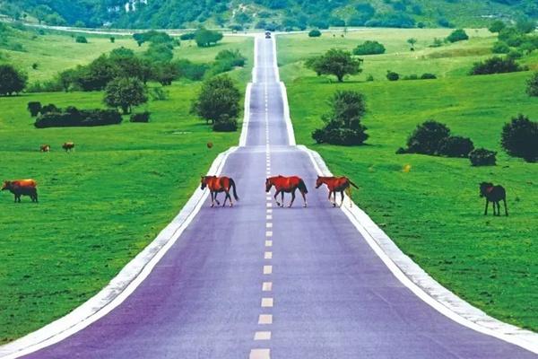 仙女山一日游詳細(xì)攻略 仙女山一日游詳細(xì)攻略