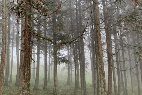 2024武隆仙女山門票信息