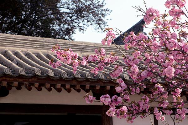 青龍寺櫻花什么時(shí)候開 2024西安青龍寺櫻花票價(jià)及開放時(shí)間介紹