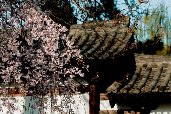 青龍寺櫻花什么時(shí)候開 2024西安青龍寺櫻花票價(jià)及開放時(shí)間介紹