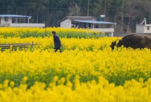 西安看油菜花的地方都有哪些 西安看油菜花的地方都有哪些