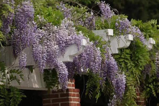 青島春季賞花的地方有哪些 賞花最佳時(shí)間 青島春季賞花的地方有哪些 賞花最佳時(shí)間