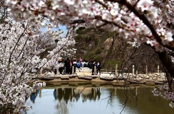 淄博齊山櫻花開(kāi)放時(shí)間