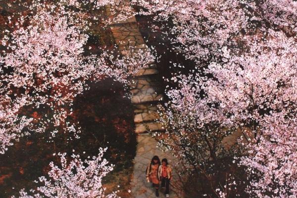 淄博齊山櫻花開(kāi)放時(shí)間