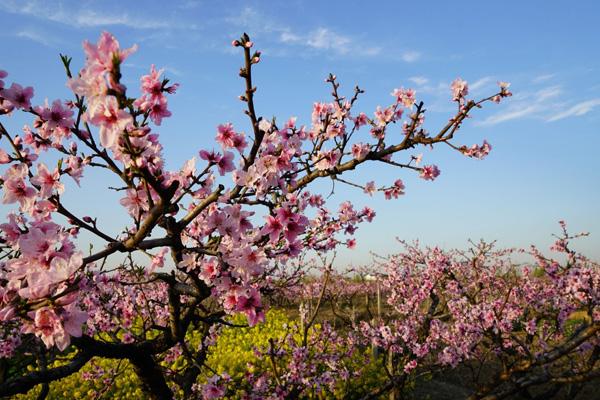 無錫哪里有看桃花的地方
