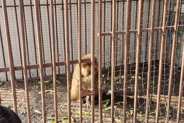 羅爺爺?shù)膭?dòng)物園在哪里 羅爺爺?shù)膭?dòng)物園在哪里