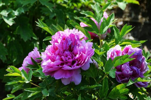 無錫哪里看牡丹花 無錫哪里看牡丹花