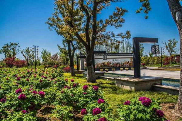 無錫哪里看牡丹花 無錫哪里看牡丹花