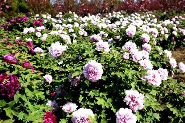 無錫哪里看牡丹花 無錫哪里看牡丹花