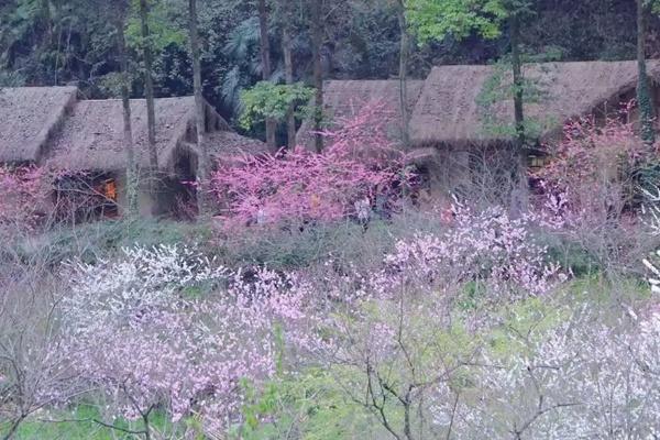 酉陽2024年最佳賞花期預(yù)報