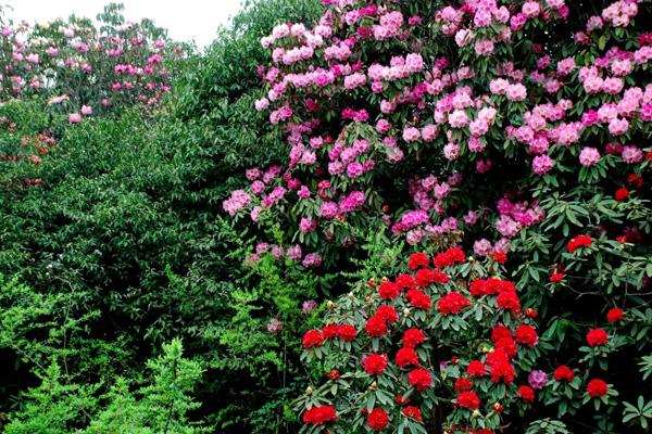 柳州杜鵑花哪里多 柳州杜鵑花哪里多